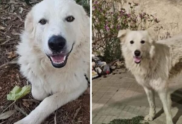 Ancora un esposto in Procura per Blanco e Achille i cani uccisi a Mazara