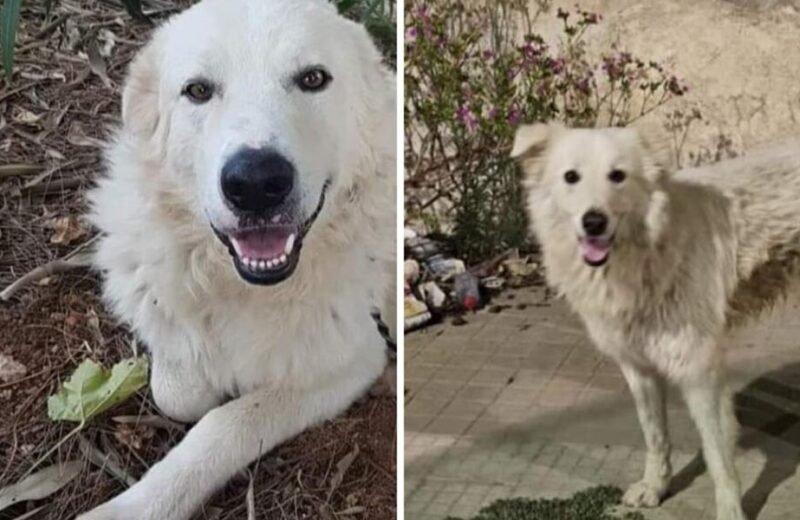 Barbaramente uccisi Achille e Blanco, i due cani erano scomparsi da un mese