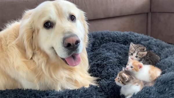 Ma è vero il detto “litigare come cani e gatti”?