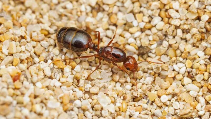 Agricoltura. Emergenza formica di fuoco, gravi rischi per la biodiversità