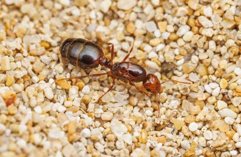 Agricoltura. Emergenza formica di fuoco, gravi rischi per la biodiversità