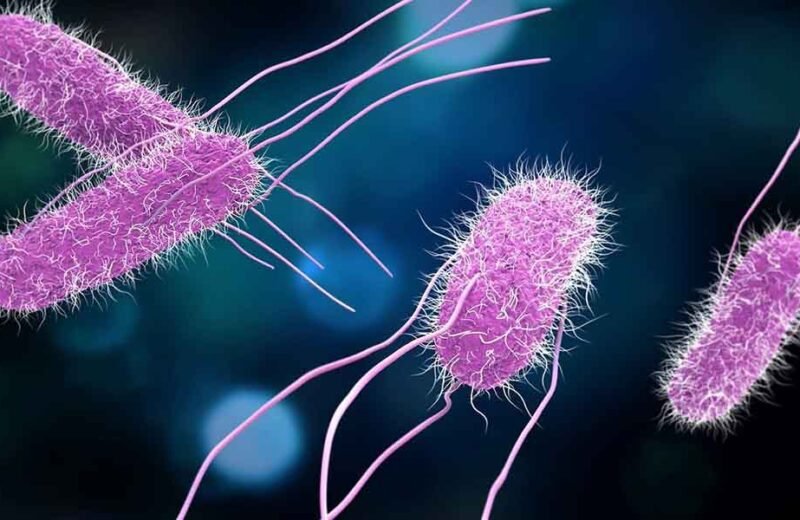 Allarme Salmonella: 15 i comuni del trapanese tre dell’agrigentino