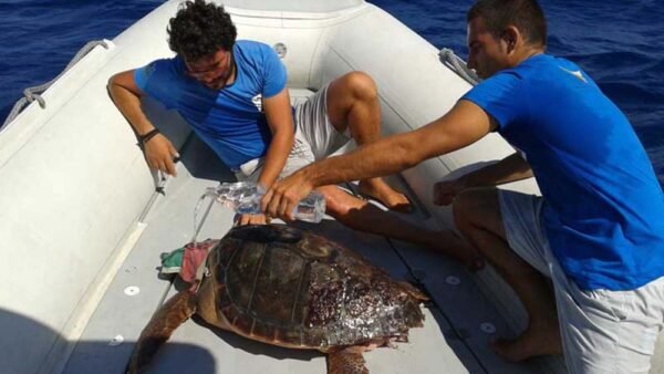 Il Tar di Palermo salva il centro recupero tartarughe di Lampedusa