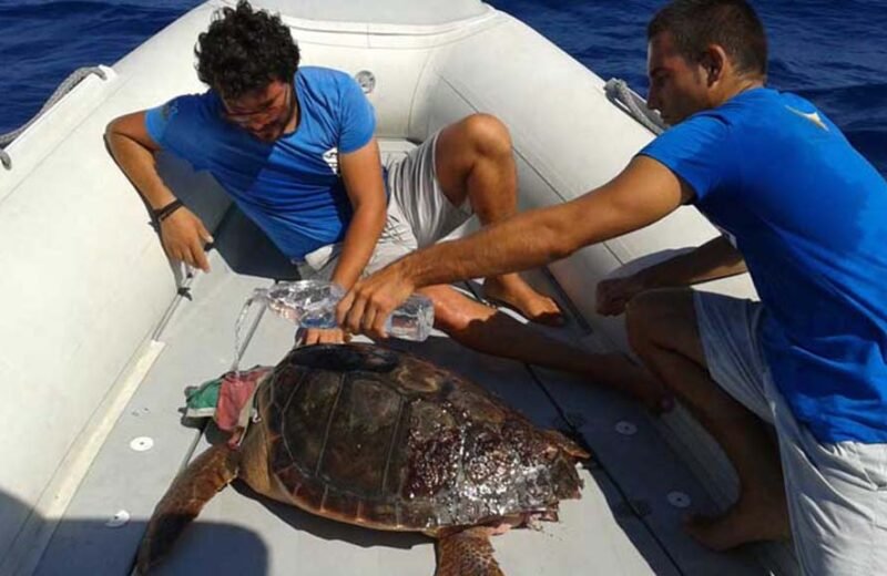 Il Tar di Palermo salva il centro recupero tartarughe di Lampedusa