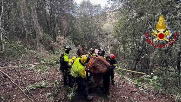 Partinico. Soccorso e in salvo un cavallo precipitato in una scarpata [VIDEO]