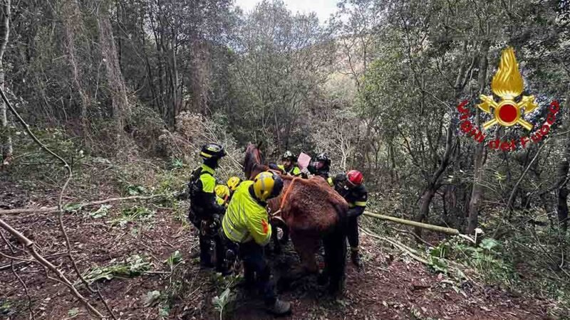 Partinico. Soccorso e in salvo un cavallo precipitato in una scarpata [VIDEO]