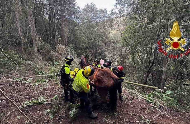 Partinico. Soccorso e in salvo un cavallo precipitato in una scarpata [VIDEO]