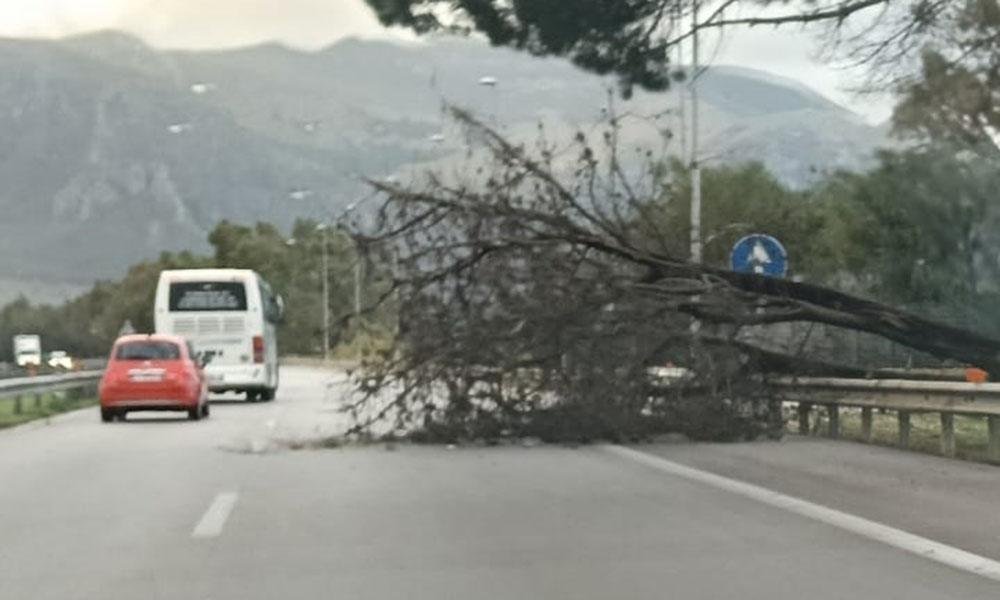 albero autostrada