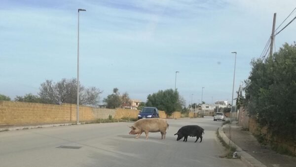 Mazara: catturati  un maiale ed un cinghiale che scorrazzavano liberi