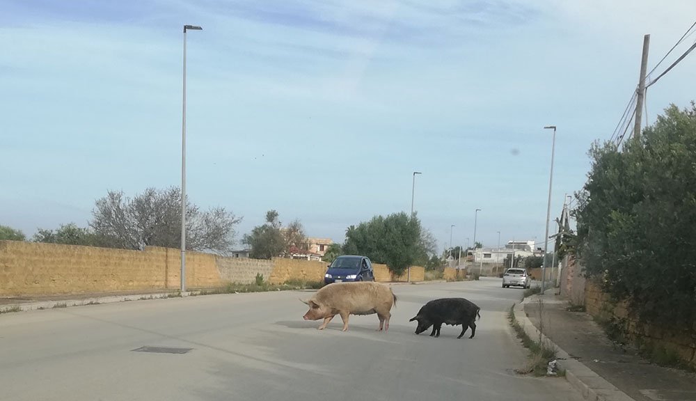 Mazara: catturati un maiale ed un cinghiale che scorrazzavano liberi