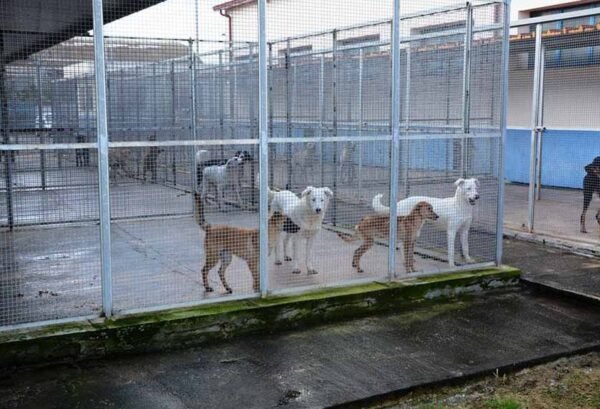 Canile Ricara di Caltanissetta, aggiudicato il servizio per 12 mesi