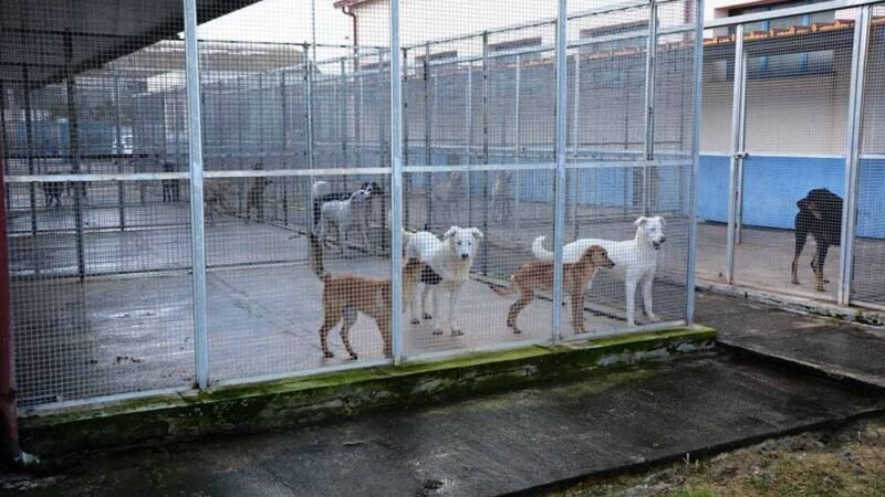 Canile Ricara di Caltanissetta, aggiudicato il servizio per 12 mesi