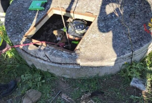 I vigili del fuoco di Termini Imerese salvano un cane caduto in un pozzo artesiano