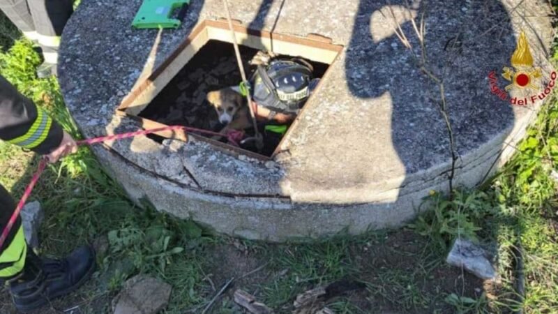 I vigili del fuoco di Termini Imerese salvano un cane caduto in un pozzo artesiano