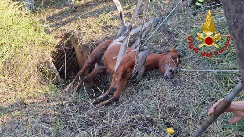 I vigili del fuoco salvano un cavallo incastrato in un tubo di scolo