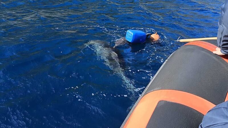 Delfino intrappolato nelle reti salvato dalla Guardia Costiera