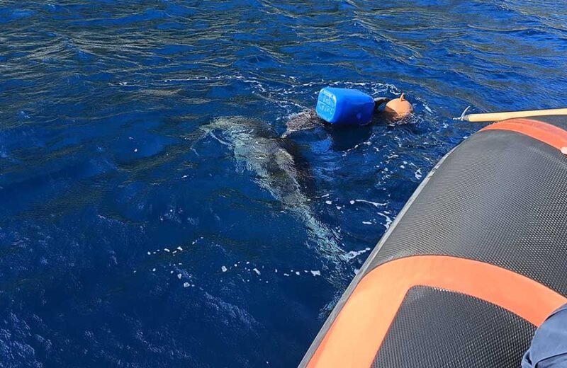 Delfino intrappolato nelle reti salvato dalla Guardia Costiera