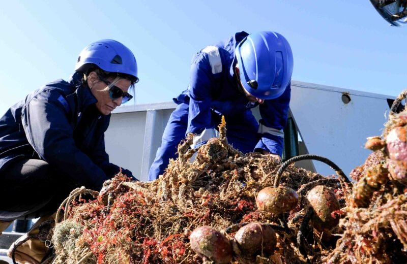 Sequestrati 4 quintali di pesce dalla Guardia Costiera di Trapani