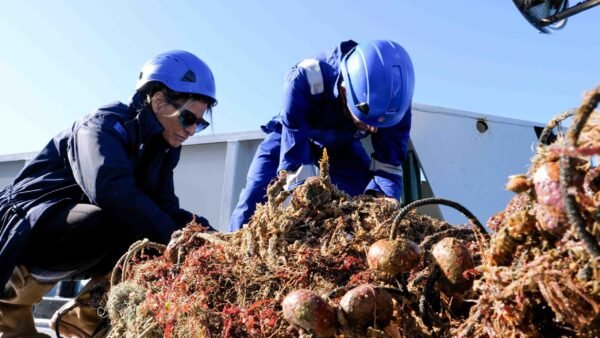 Sequestrati 4 quintali di pesce dalla Guardia Costiera di Trapani