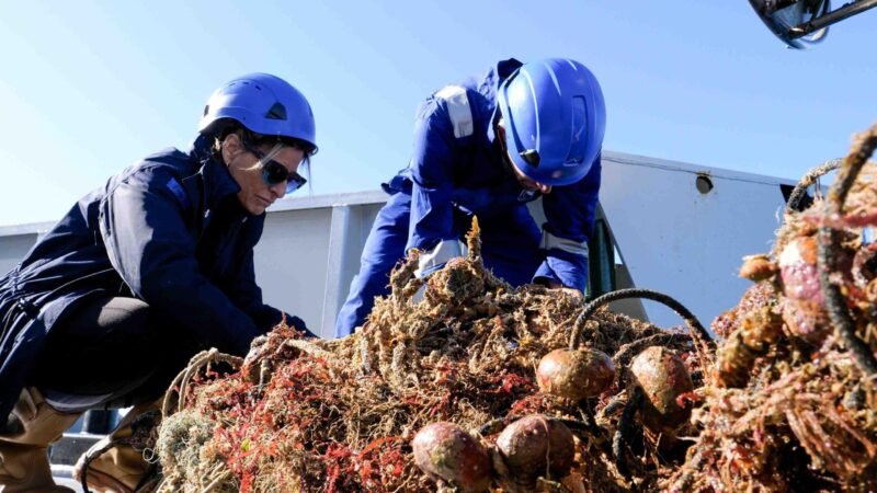 Sequestrati 4 quintali di pesce dalla Guardia Costiera di Trapani