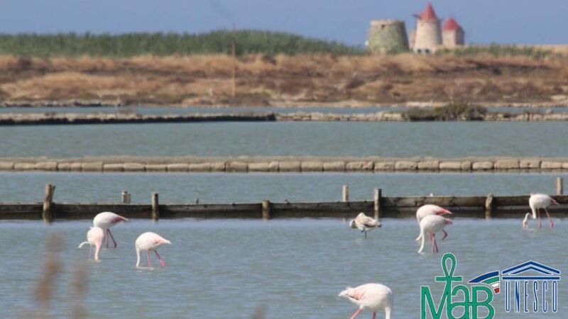 Le Saline di Sicilia: Patrimonio e Futuro per Trapani