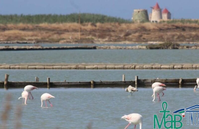 Le Saline di Sicilia: Patrimonio e Futuro per Trapani