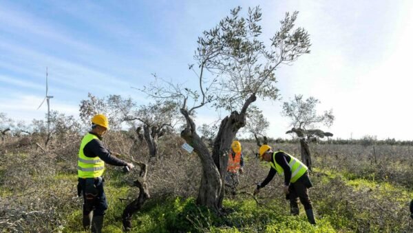Terna: 1.700 ulivi trasferiti per il progetto Elmed [VIDEO]