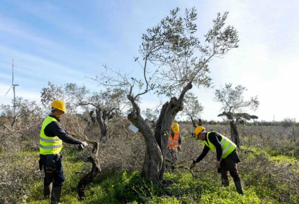 Terna: 1.700 ulivi trasferiti per il progetto Elmed [VIDEO]