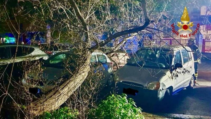 Albero cade su alcune vetture e invade la sede stradale