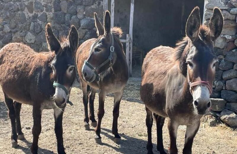 Fiocco Azzurro a Pantelleria: La Nascita di Ettore, il Primo Asino Pantesco Dopo 30 Anni [Video]