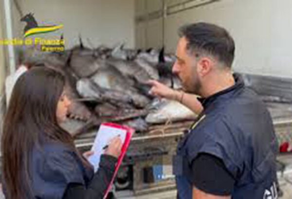 Sequestrati 809 chili di pesce non tracciato: multa da 26mila euro