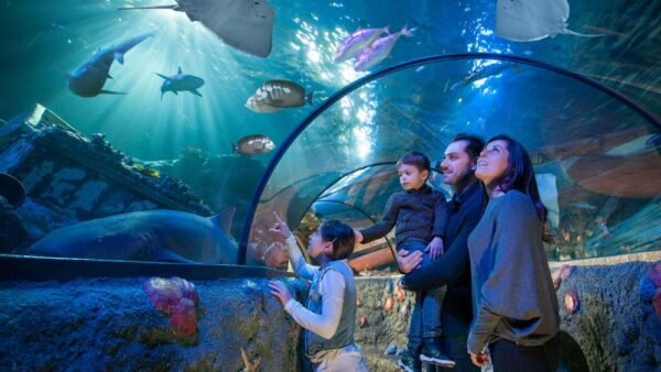 La danza dell’amore dei cavallucci marini nel giorno più romantico dell’anno