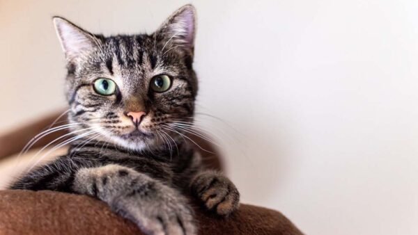 Giornata Mondiale del Gatto: celebrazione e amore per i felini