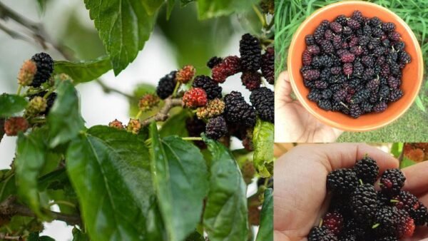 Da Noi si Chiamano “Ceusi”, ma Tu Sai Cosa Sono?