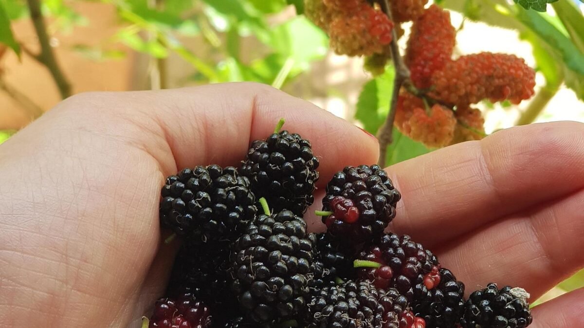 mano con frutti del gelso