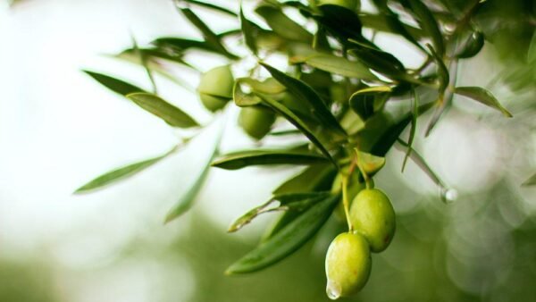 L’Olio è una Cosa Seria: Le Eccellenze dell’Oro Verde nella Provincia di Trapani