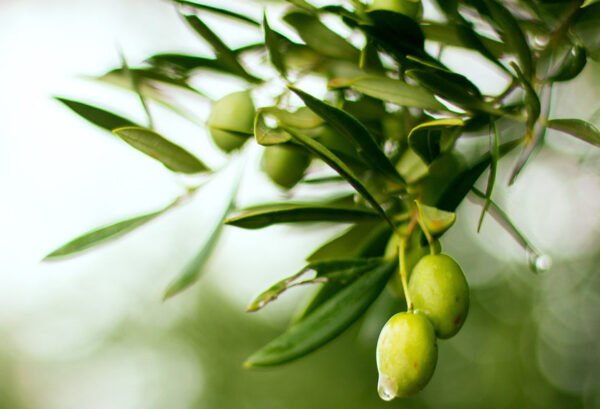L’Olio è una Cosa Seria: Le Eccellenze dell’Oro Verde nella Provincia di Trapani