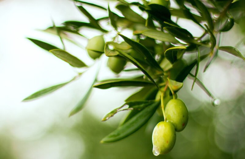 L’Olio è una Cosa Seria: Le Eccellenze dell’Oro Verde nella Provincia di Trapani