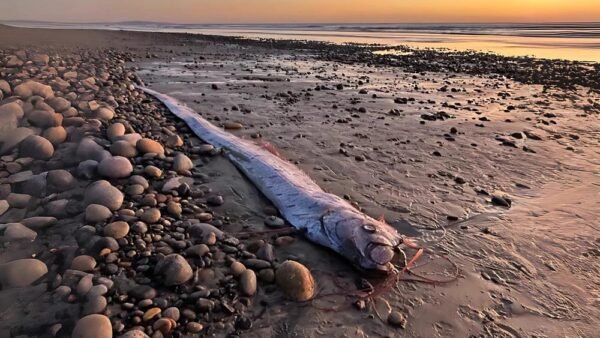 Il pesce dell’apocalisse annuncia catastrofi imminenti? Il misterioso avvistamento in spiaggia preoccupa gli esperti