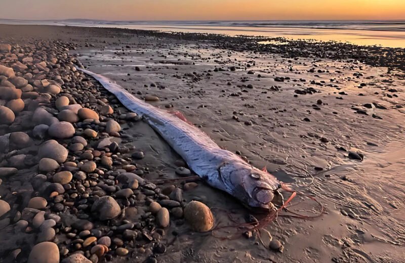 pesce remo trovato in messico sulla spiaggia