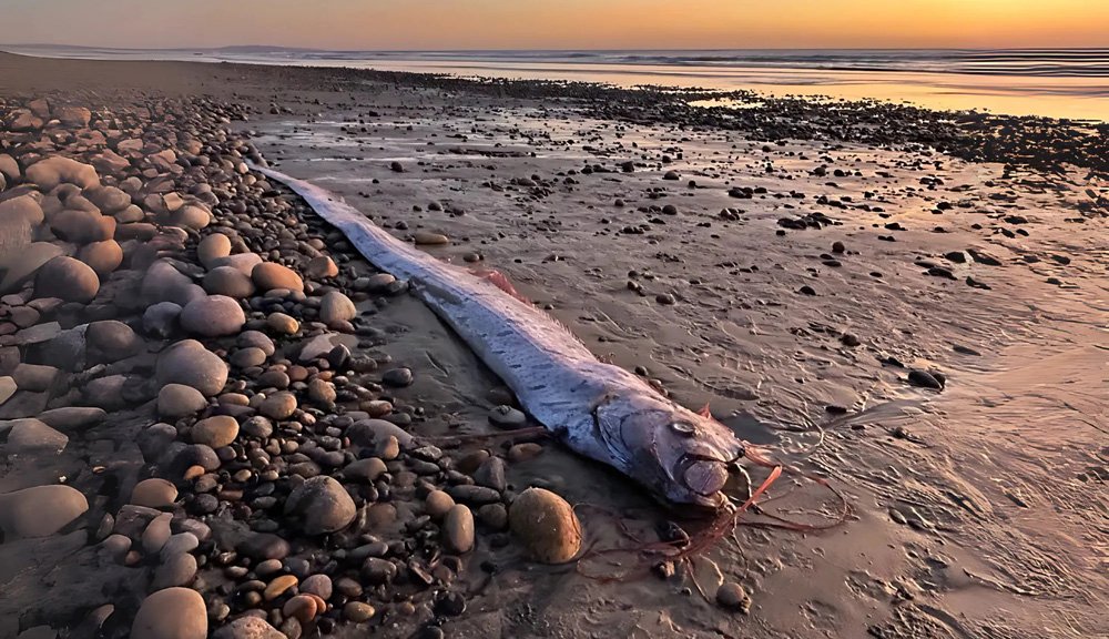 pesce remo trovato in messico sulla spiaggia