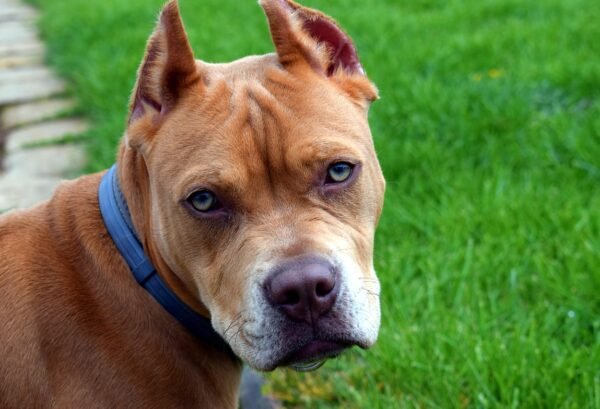 Bambina sbranata dal pitbull di famiglia – L’importanza di una vigilanza costante sui cani di razza potente
