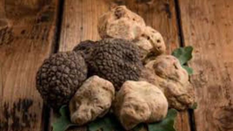 Progetto sperimentale per la coltivazione del tartufo a Pantelleria