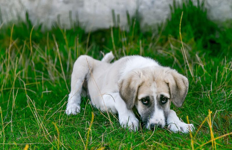 cane randagio