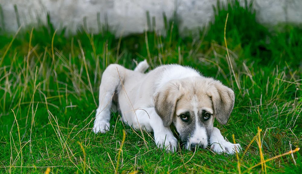 cane randagio