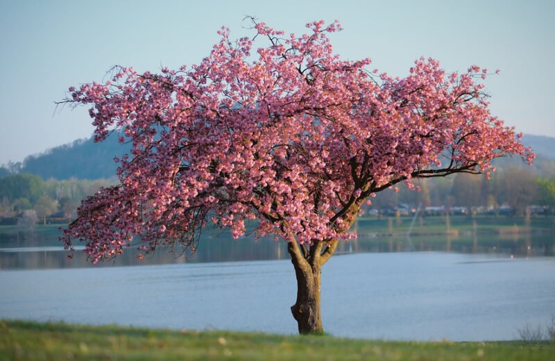 albero fiorito primavera