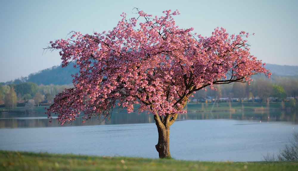 albero fiorito primavera