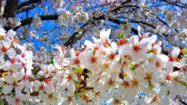 Primavera in Sicilia 2025: eventi, tradizioni e natura in fiore