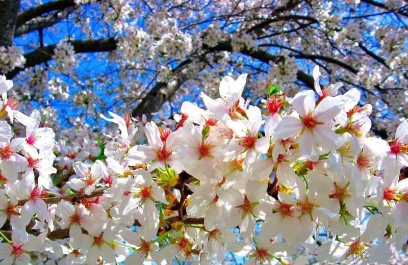 Primavera mandorlo in fiore