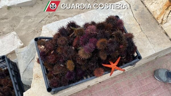 La capitaneria sequestra 300 esemplari di ricci
